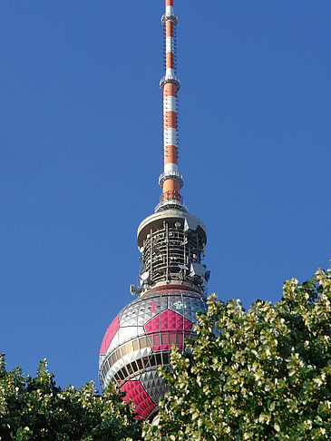 Fotos Fernsehturm und Bäume | Berlin