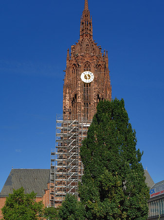 Kaiserdom St. Bartholomäus mit Baum