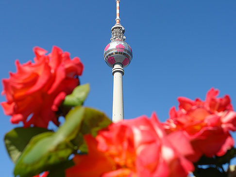 Fotos Fernsehturm und Rosen