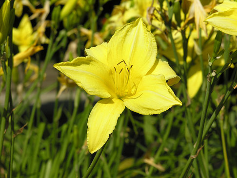 Fotos Planten un Blomen - Wiese am Parksee | Hamburg