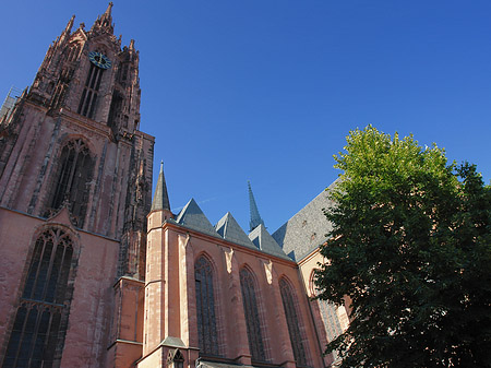 Kaiserdom St. Bartholomäus mit Baum Foto 