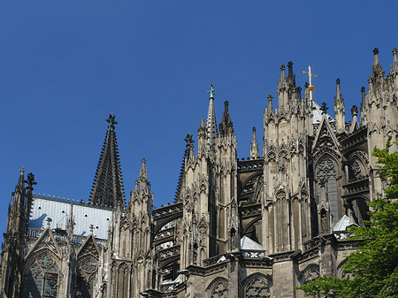 Fotos Kölner Dom mit Baum | Köln