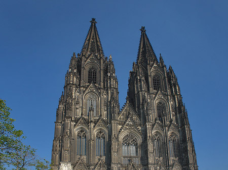 Foto Kreuzblume vor Kölner Dom